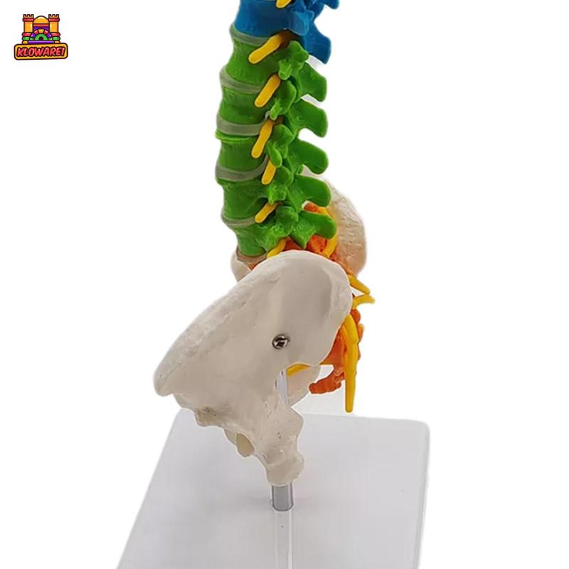 Predolo  Giá Đỡ Mô Hình Xương Cột Sống Linh Hoạt Có Chân Đứng Pelvis