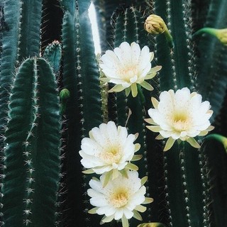 Cây xương rồng trụ pillar cactus 10-60cm trang trí sân vườn siêu đẹp.