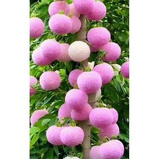 Cây Giống Hoa lưu tô (1cây)