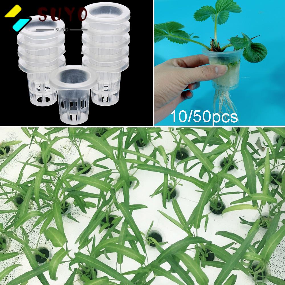 10 / 50 Giỏ Trồng Cây Trong Bể Cá