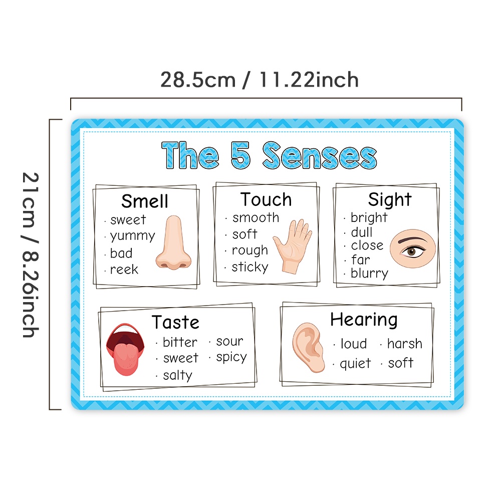 Set 3 Tấm Poster Trang Trí Lớp Học In Chữ Tiếng Anh My Body
