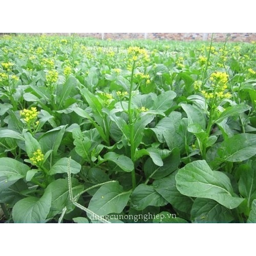 Hạt giống cải ngồng HN19 - gói 20 gam