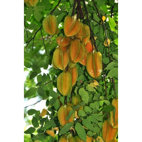 Cây giống KHẾ NGỌT - KHẾ CHUA siêu quả hàng chuẩn F1, năng suất cao, mọng nước