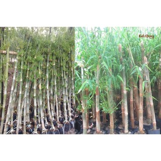 Cây giống tre tầm vông- cây giống ủ bầu đảm bảo