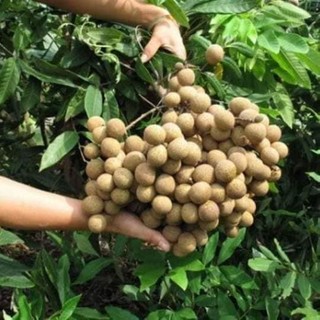 CÂY GIỐNG NHÃN LONG PHỤNG CHÂU[ GIỐNG MỚI SIÊU NĂNG SUẤT - 100% GIỐNG CHUẨN ] [ RẺ HƠN HOÀN TIỀN ]