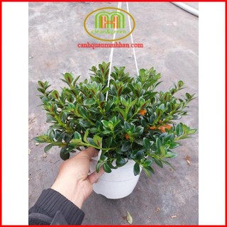 Cá vàng cây treo hoa hình con cá vàng độc đáo dễ trồng