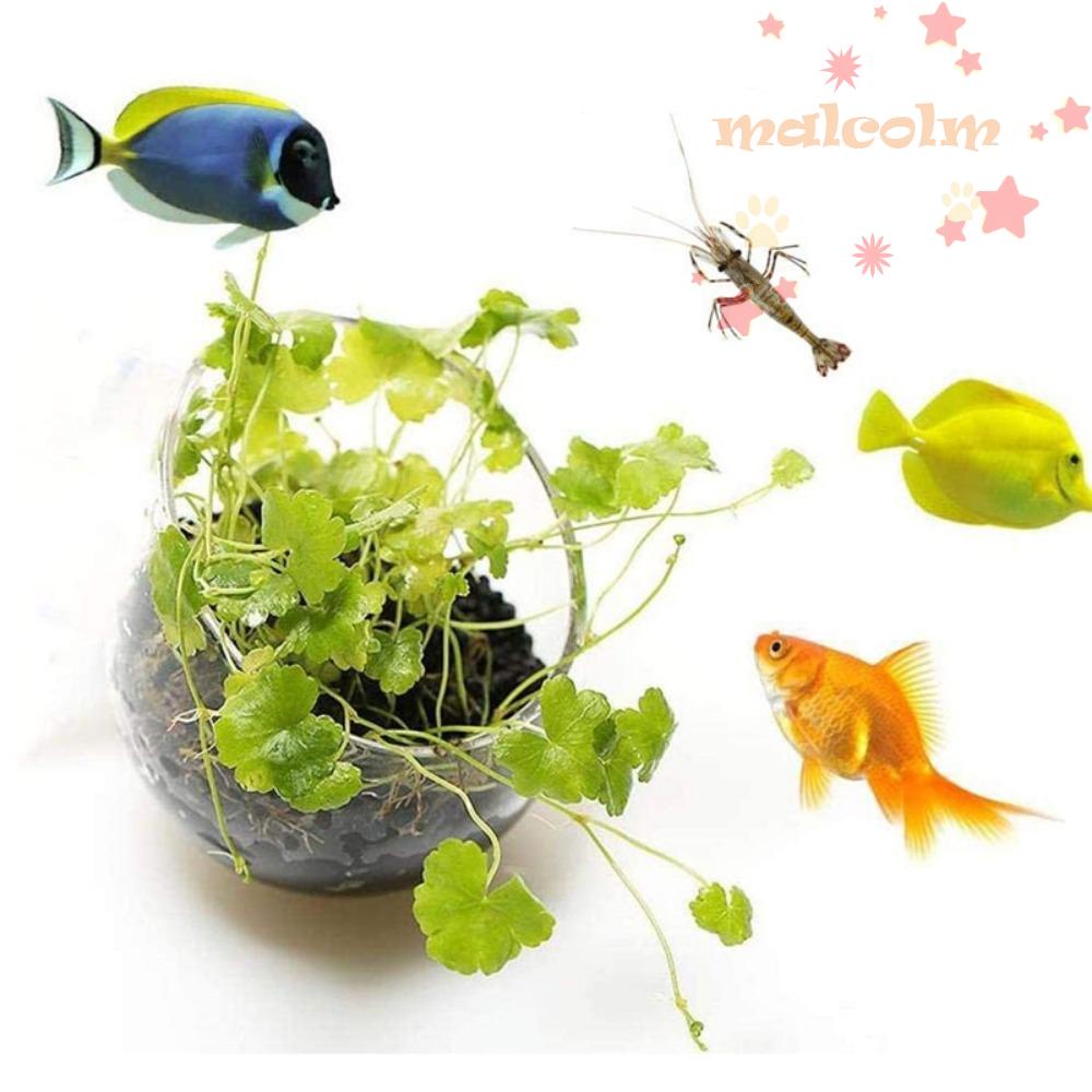 Cốc Trong Suốt Hình Trụ Có Giác Hút Dùng Trang Trí Bể Cá 2023