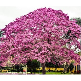 Cây giống cây kèn hồng