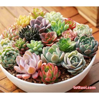 Hạt Giống Cây Sen Đá Mix (Gói 200 Hạt) -[Đủ màu, Siêu đẹp - Dễ trồng]