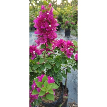 Cây giống hoa giấy mỹ (CÂY GIỐNG ANM LONG )