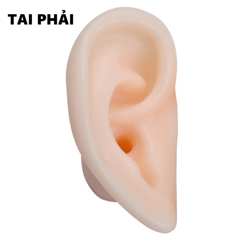 Mô Hình Tai Giả Silicon Chuyên Để Học Ráy Tai