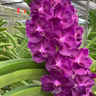 Hoa lan vanda