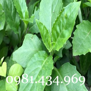Cây kim thất tai tốt cho hô hấp, tiêu hóa 04cây sạch