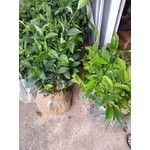 5 CÂY CHÈ XANH TRỒNG UỐNG NƯỚC( CÂY 35-45CM)