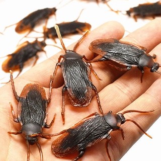 Côn Trùng Giả Gián Nhìn Như Thật, đô chơi độc đáo