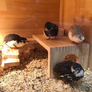 Nền tảng vật nuôi cảnh quan vật nuôi cầu thang nơi trú ẩn sử dụng kép bàn hamster bàn chuồng gà có thang / rutin lồng gà nền tảng cảnh quan cho lồng vật nuôi