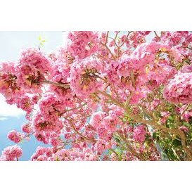 Cây kèn hồng đẹp cao 70-80cm.