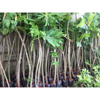[Nhu_Mai_Garden]Cây sa kê cây lớn