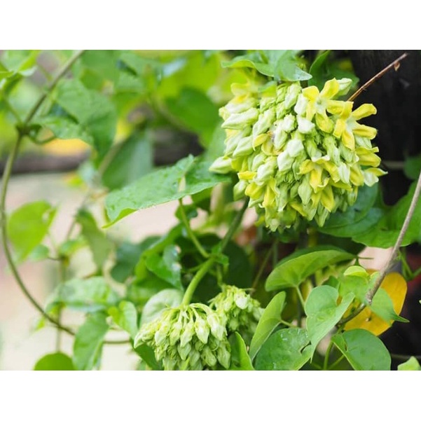 Cây hoa thiên lý,cây giống nhỏ