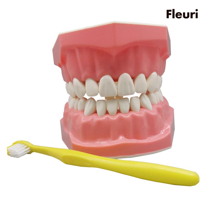 Mô Hình Răng Tiêu Chuẩn Trưng Bày Giáo Dục Cho Bé