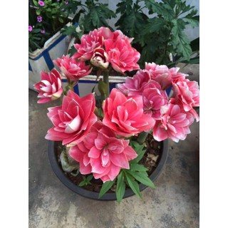 Hoa Lan huệ cánh kép Double Dream( Hoa loa kèn, Amaryllis)