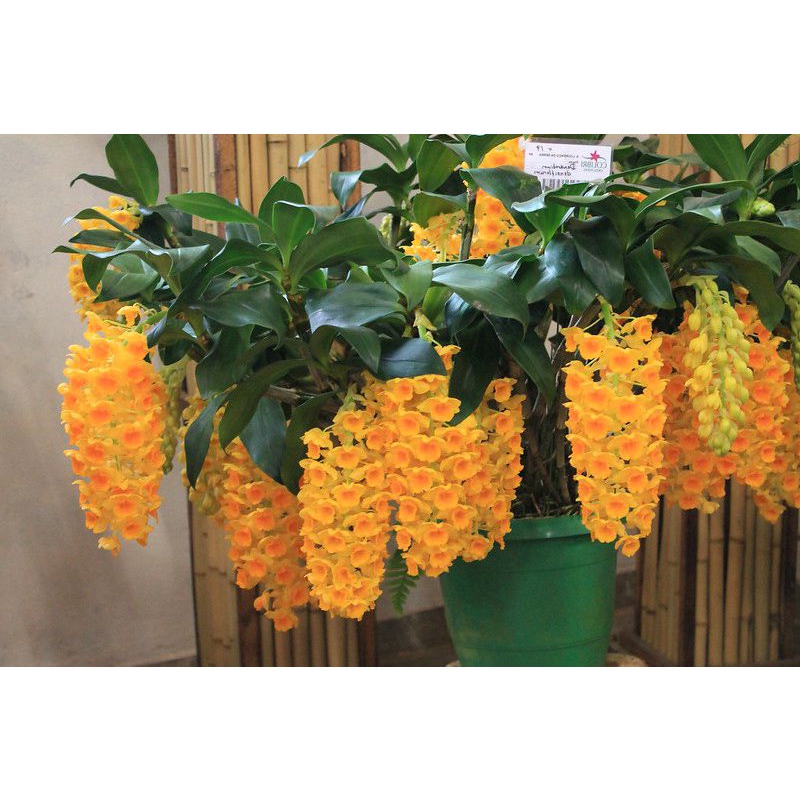 Hoa lan kiều tím. trắng, vàng