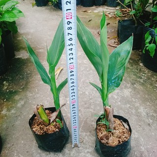 Cây Chuối Hoa Hồng
