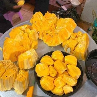  cây giống mít thái lùn  cây ghép siêu sớm trái     sản phẩm có bảo hành đỏi trả   giao nhanh  