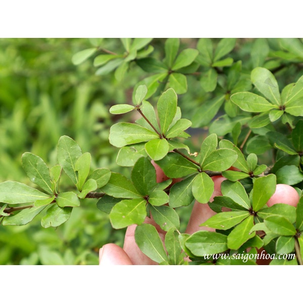 CÂY GIỐNG BÀNG ĐÀI LOAN ( BÀNG LÁ NHỎ ) (phuongboutiquedk)