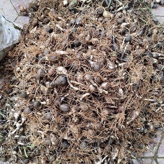CỦ HUỆ MƯA (CỦ TÓC TIÊN) KÉP MIX ĐỦ MÀU( 1 CỦ )