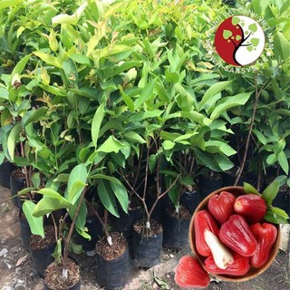 Cây mận đỏ thái ( cây roi đỏ thái)- cây giống