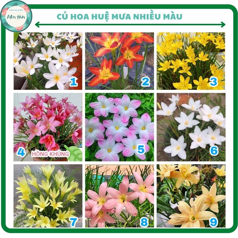Củ hoa tóc tiên, huệ mưa – rain lily, củ ngoại siêu to và nhiều hoa, dễ sống, ra hoa liên tục quanh năm