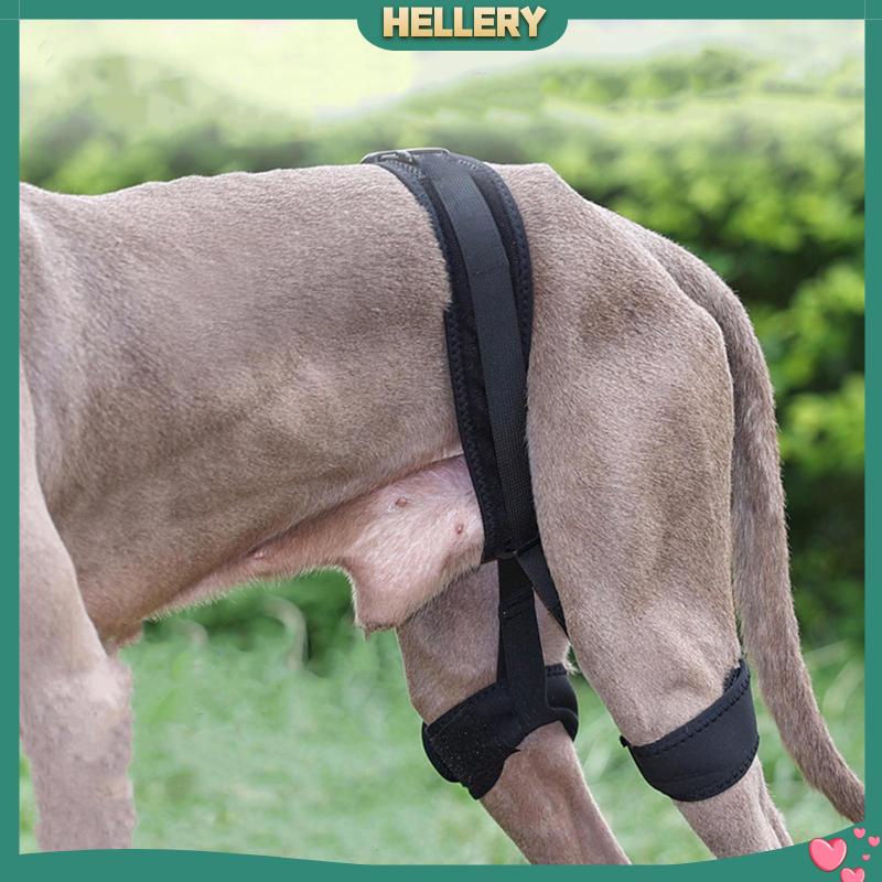 Đai Đeo Hông Hỗ Trợ Cho Thú Cưng Tiện Dụng