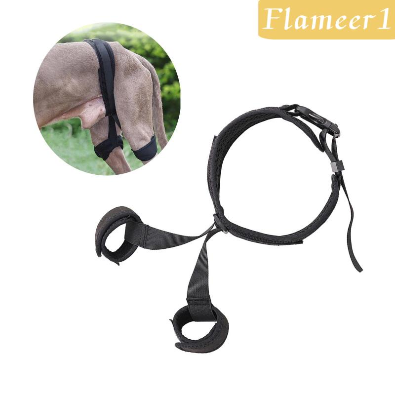 [Flameameer1] Đai Nẹp Hông Hỗ Trợ Cho Thú Cưng