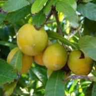 CÂY GIỐNG TRỨNG GÀ ( Lêkima) chất lượng cao- cây cao 25-30cm