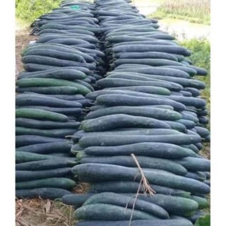 1kg Bí đao sấy khô