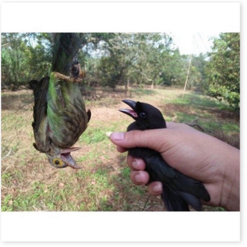 Lưới_bẫy_chim_tàng_hình_đủ_loại_cao_5m_dài10m_60m