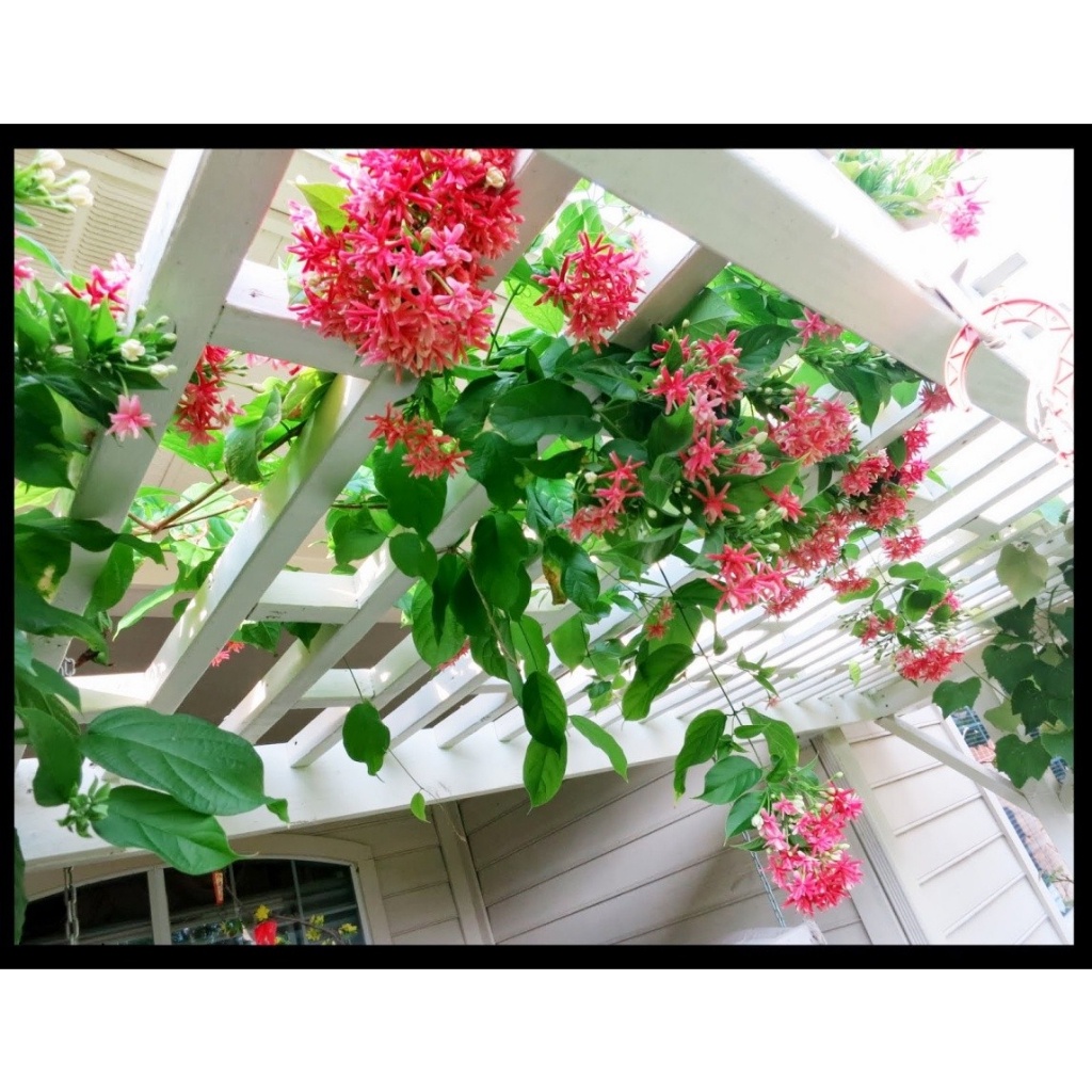 Cây giống sử quân tử cây trồng trong chậu C6 cao khoảng 35 cm cây phù hợp trồng ban công, sân vườn, biệt thự.