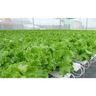 Seeds lettuce curly green (pack of 0.5 gram)-shallow gold