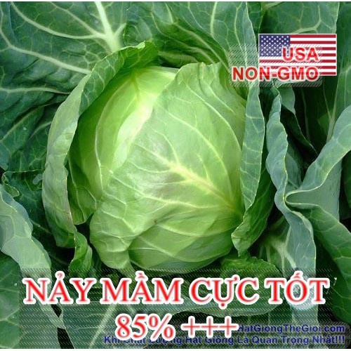 1Gr Hạt Giống Bắp Cải Quận Chặt Đậm Đà Copenhagen (A5.204| C46*W51*M021) (hạt giống eakamart)