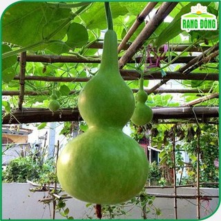 Hạt giống Bầu Hồ Lô nảy mầm tốt sinh trưởng khỏe trồng quanh năm