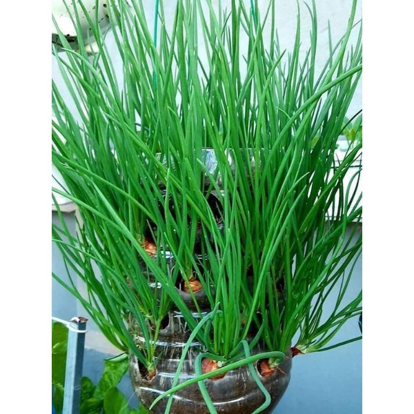 GÓI 5GR  hành giống Ba Chài siêu đẻ nhánh, tước lá thu hoạch dần ăn cực lâu-HẠT GIỐNG QUỲNH NGA