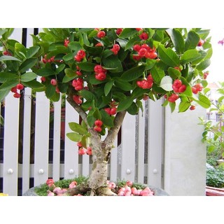  cây Giống Mận Hoàng Yến Trồng  chuẩn giống   giao siêu nhanh   