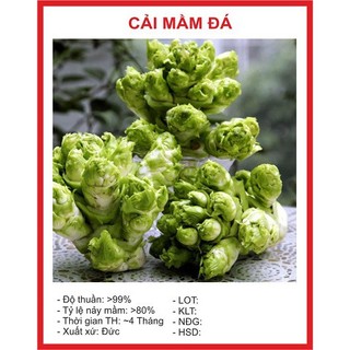 Hạt giống Cải Mầm Đá