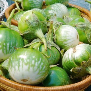 GÓI 30 HẠT GIỐNG CÀ BÁT DA ẾCH 