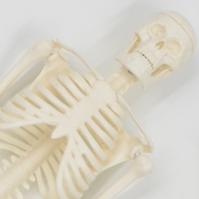 Mô Hình Bộ Xương Giải Phẫu Học Người 45CM