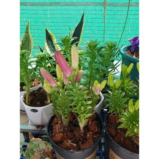 củ ly lùn trồng 20 ngày có hoa (có 7 màu)