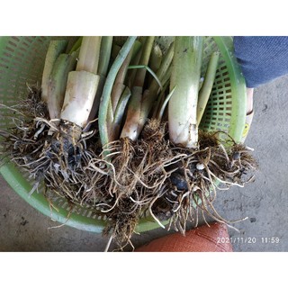 Củ giống hoa rum trắng