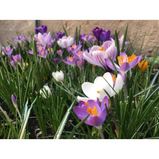 1 Củ hoa nghệ tây saffron