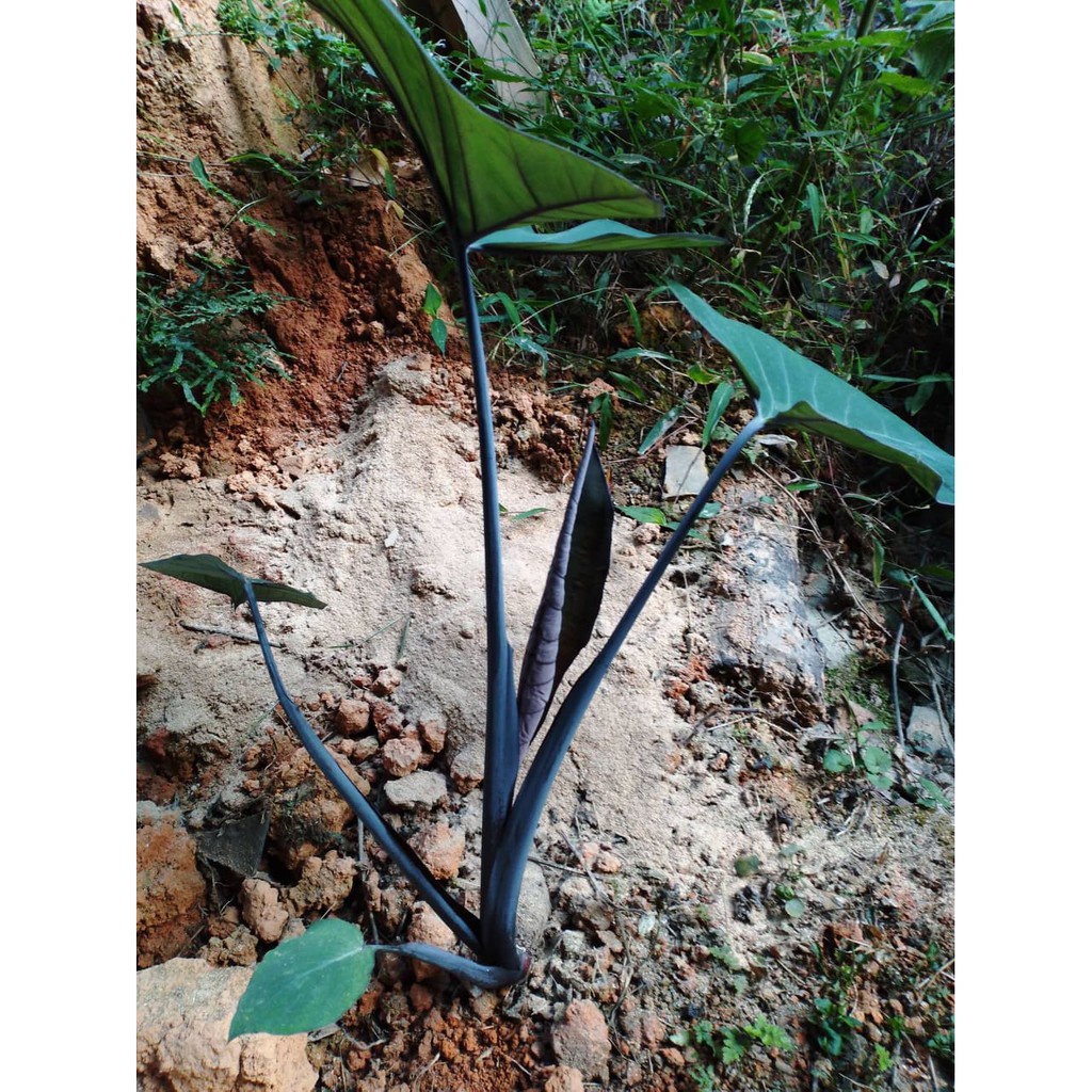 Cây giống khoai môn tím (khoai môn ngọt) - cây giống size nhỏ